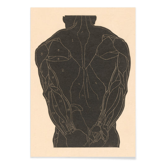 Anatomical illustration and poster of human back muscles by Reijer Stolk labeled muscle groups artwork Back Muscles, with black aluminium frame on white background