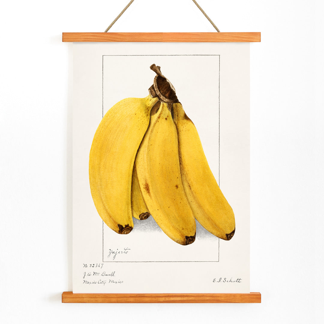 Botanical artwork of ripe yellow bananas Musa by Ellen Isham Schutt realistic illustration and poster suitable for botanical decor, with wooden magnetic frame on white background