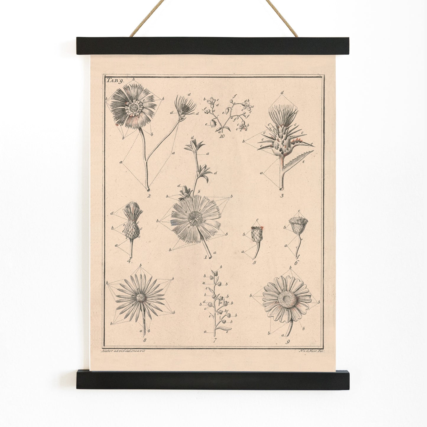 Botanical flower illustration poster by Noach van der Meer featuring detailed sketches of various species from Flowers Tab 9, with wooden magnetic frame on white background