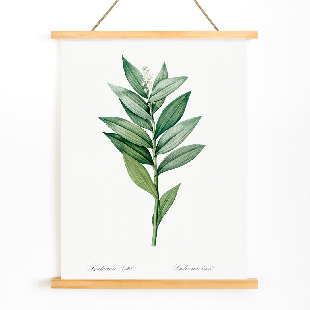 Smilacina stellata botanical illustration by Pierre-Joseph Redoute from Les liliacees featuring green leaves and white flowers, with wooden magnetic frame on white background