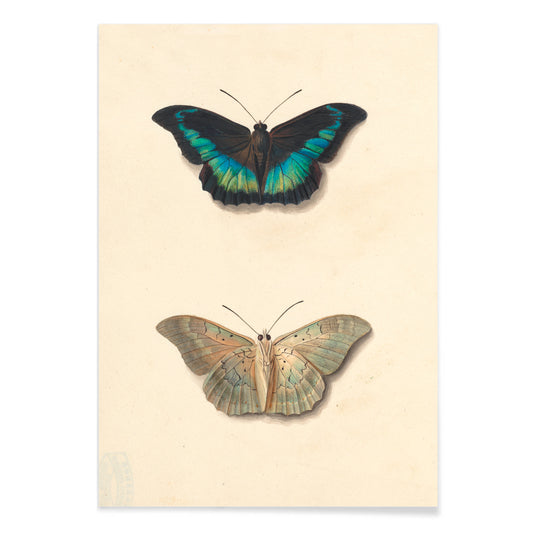 Colorful detailed butterflies by Georgius Jacobus Johannes van Os on cream background illustration and poster, with black aluminium frame on white background