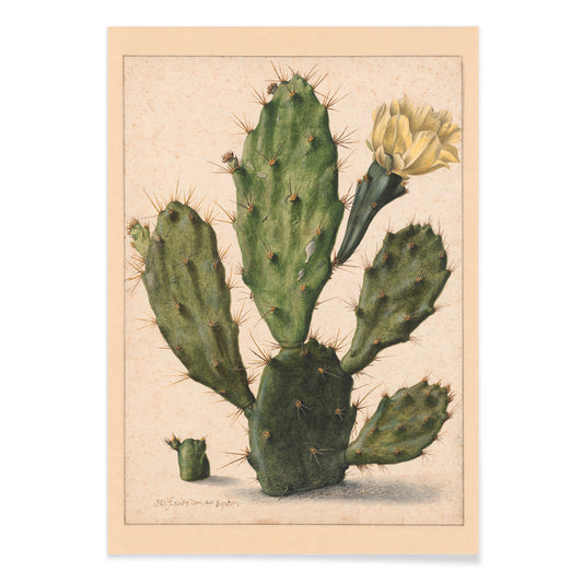 Pear Cactus in Bloom by Herman Saftleven botanical illustration and poster featuring a green cactus with a yellow flower on a neutral background, with black aluminium frame on white background