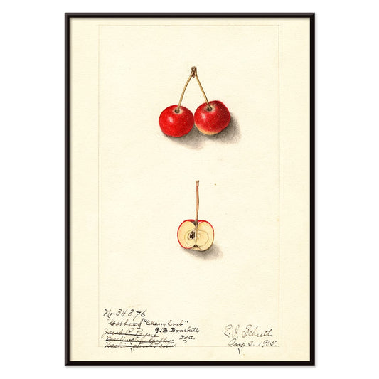 Watercolor illustration by Ellen Isham Schutt of Malus Cherry Crab showing two whole cherries and one halved cherry poster, with black aluminium frame on white background