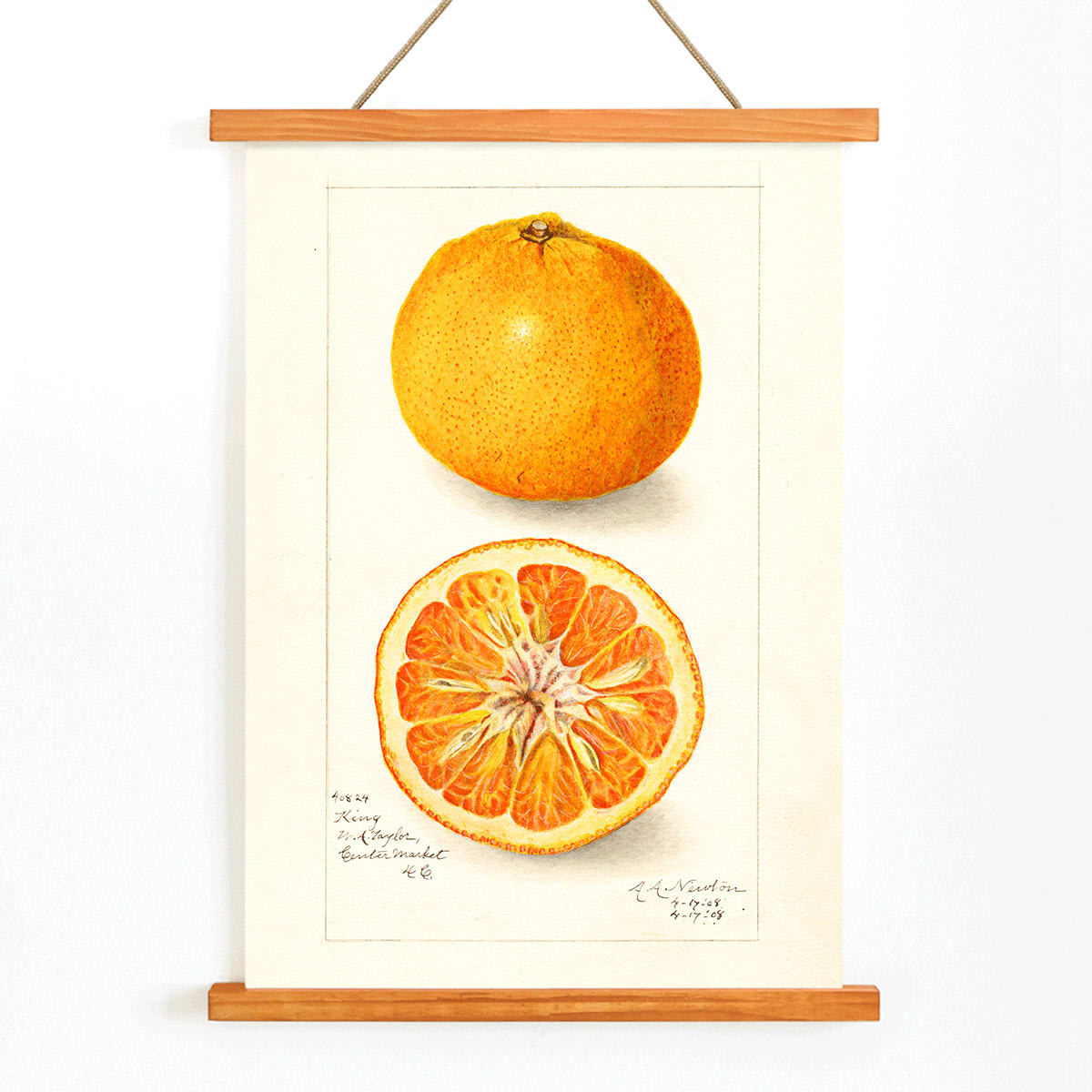 Detailed illustration of Citrus nobilis by Amanda Almira Newton showing whole and halved fruit with cross-section on citrus fruit poster, with wooden magnetic frame on white background