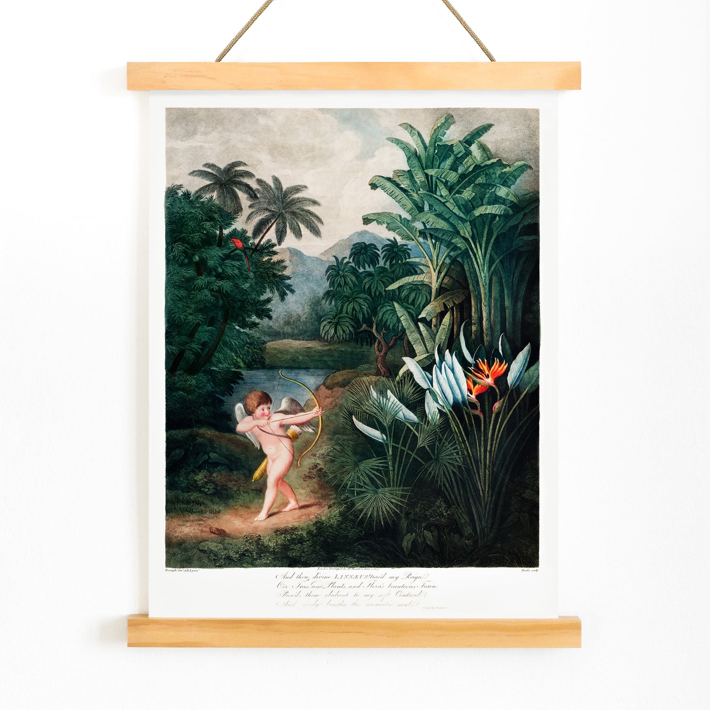 Cupid aiming a bow among lush tropical plants artwork by Robert John Thornton The Temple of Flora poster, with wooden magnetic frame on white background