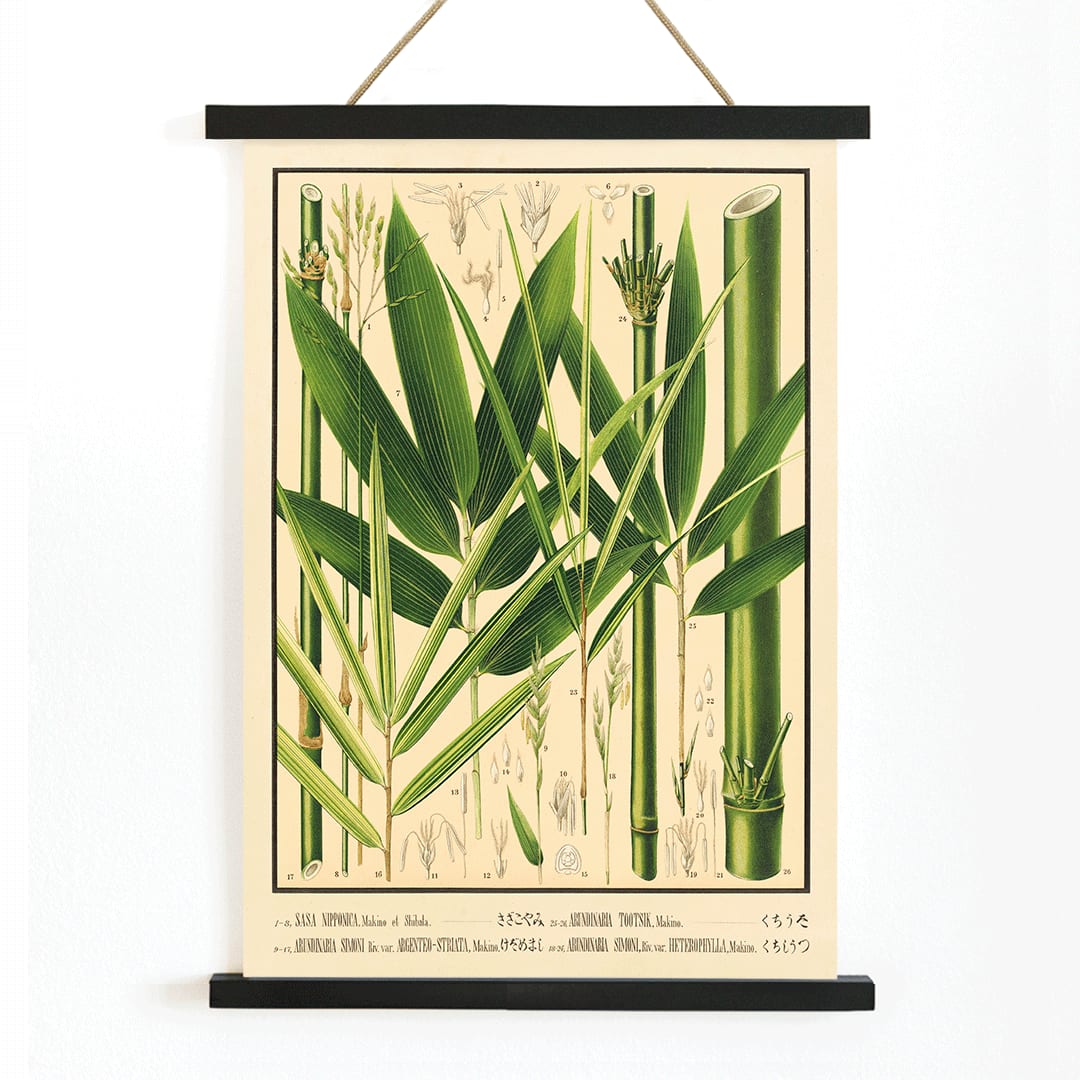Botanical illustration and labeled poster of bamboo species by Yasuyoshi Shirasawa from Icones of the bamboos of Japan Nihon chikurui zufu Pl 08, with wooden magnetic frame on white background