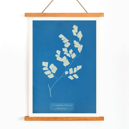 Cyanotype fern print by Anna Atkins titled Adiantum tenerum featuring white foliage on blue background botanical art poster, with wooden magnetic frame on white background