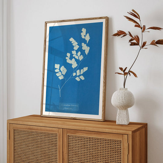 Cyanotype fern print by Anna Atkins titled Adiantum tenerum featuring white foliage on blue background botanical art poster, framed and displayed in home decor