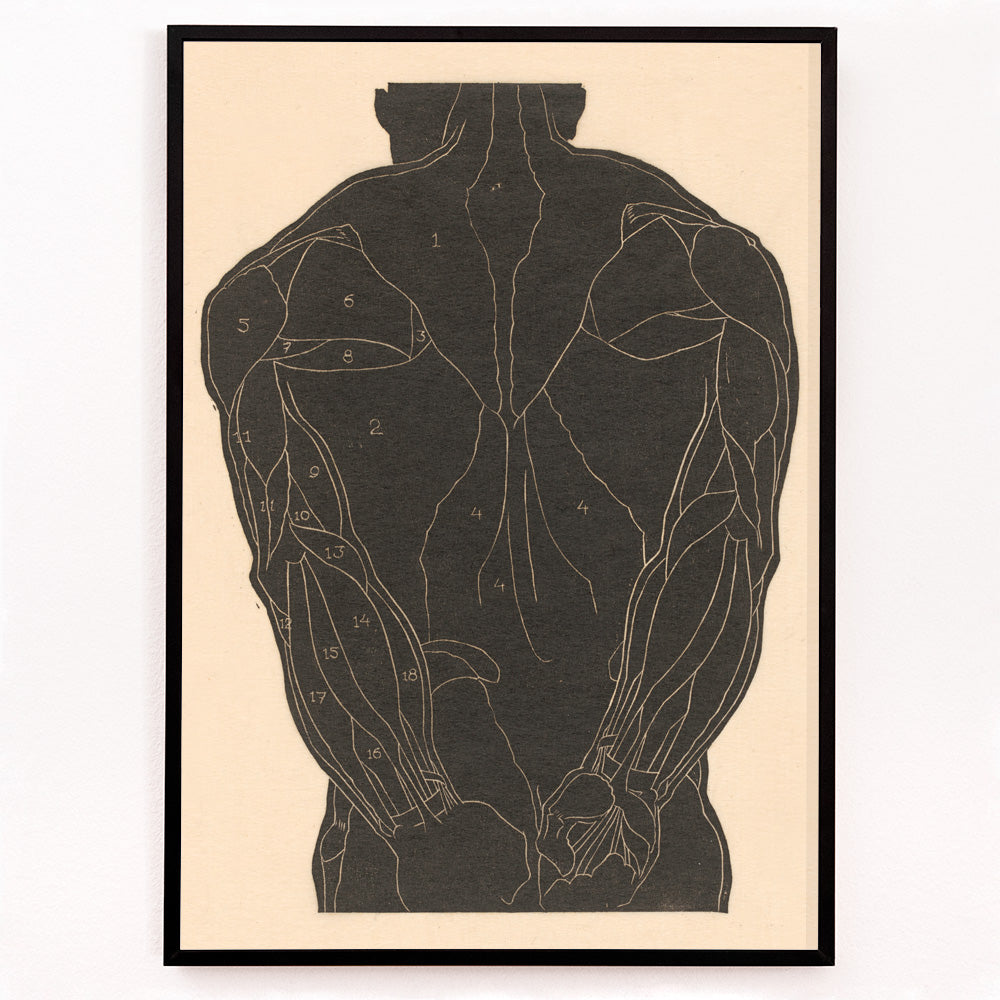 Closeup detail of Anatomical illustration and poster of human back muscles by Reijer Stolk labeled muscle groups artwork Back Muscles
