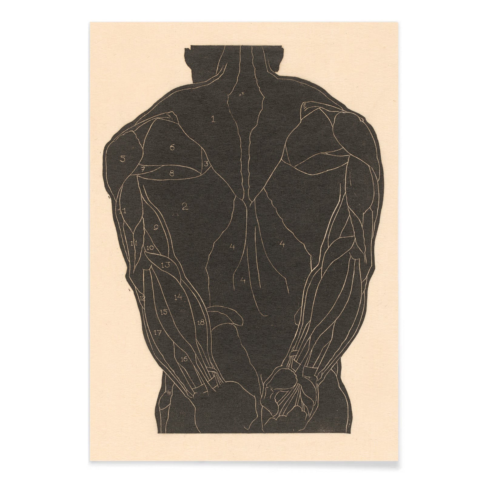 Anatomical illustration and poster of human back muscles by Reijer Stolk labeled muscle groups artwork Back Muscles, with black aluminium frame on white background