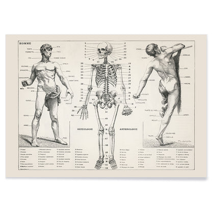 Vintage anatomical poster showing human body and skeleton anatomical diagrams by Larousse Pierre Auge and Claude, with black aluminium frame on white background