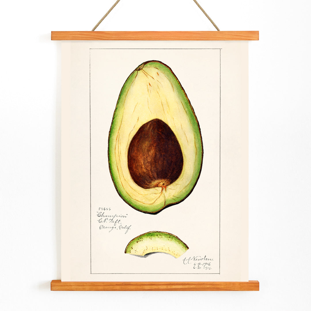 Botanical illustration of avocado fruit and sliced avocado by Amanda Almira Newton Avocado Persea wall art decor poster, with wooden magnetic frame on white background