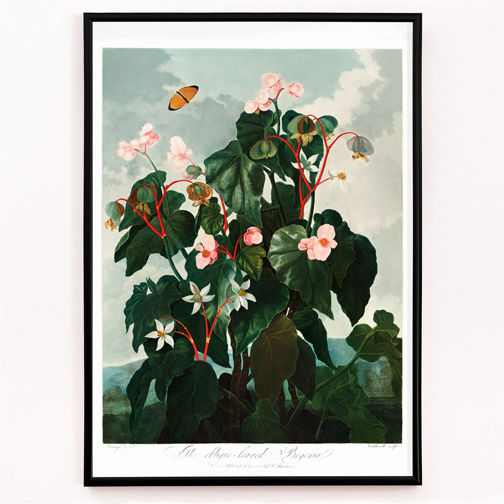Closeup detail of Botanical illustration and poster of The Oblique Leaved Begonia by Robert John Thornton featuring lush begonias and a butterfly in a scenic setting