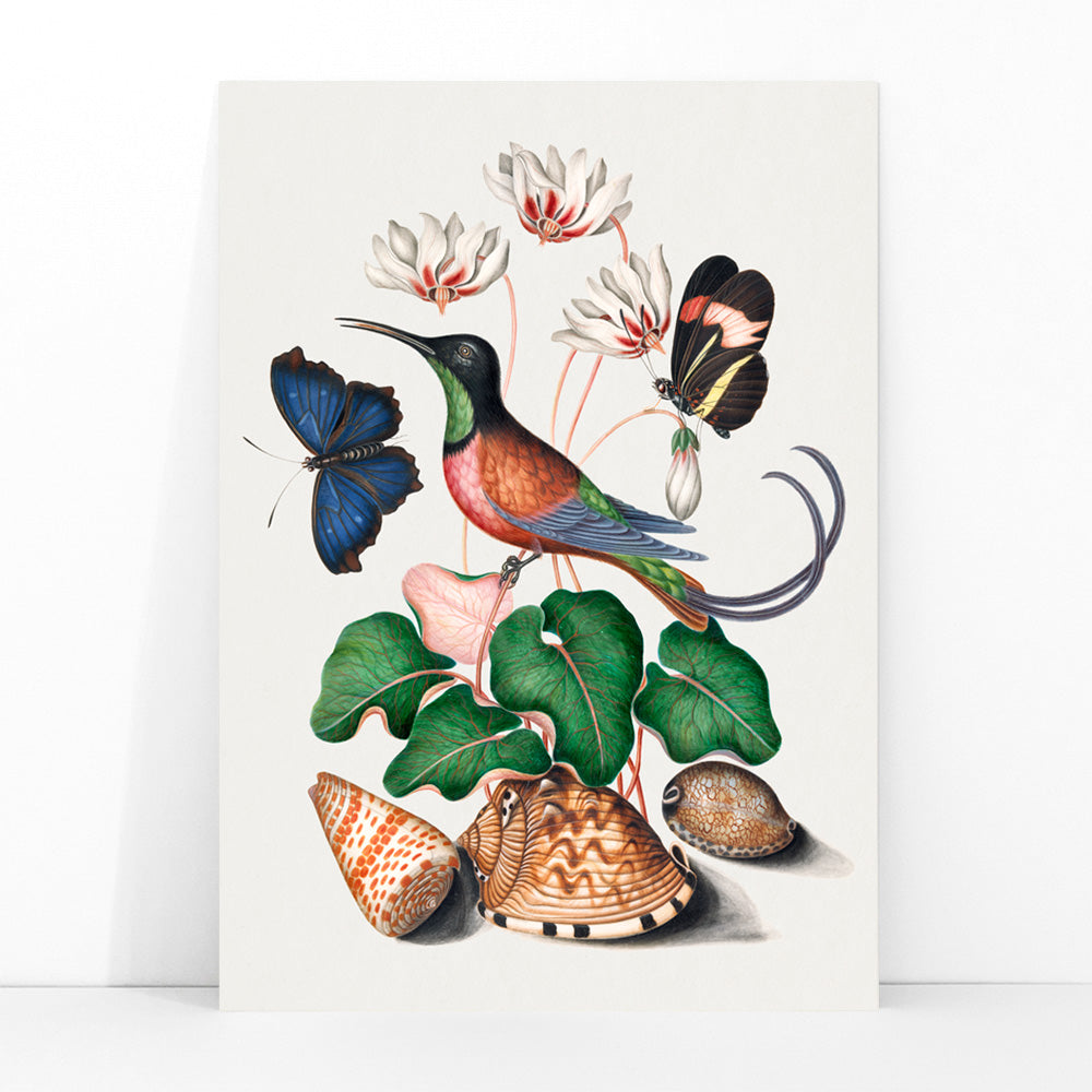 Crimson topaz hummingbird butterflies cyclamen flowers and shells artwork by James Bolton Natural History Cabinet poster, framed and displayed in modern living room decor