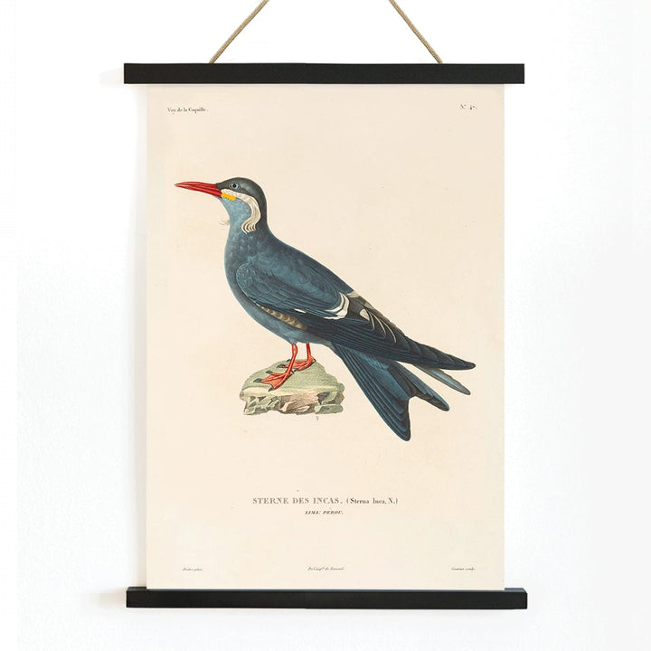 Stern des Incas bird illustration and poster by Louis Isidore Duperrey from Voyage autour du monde Pl 153 bird standing on rock, with wooden magnetic frame on white background
