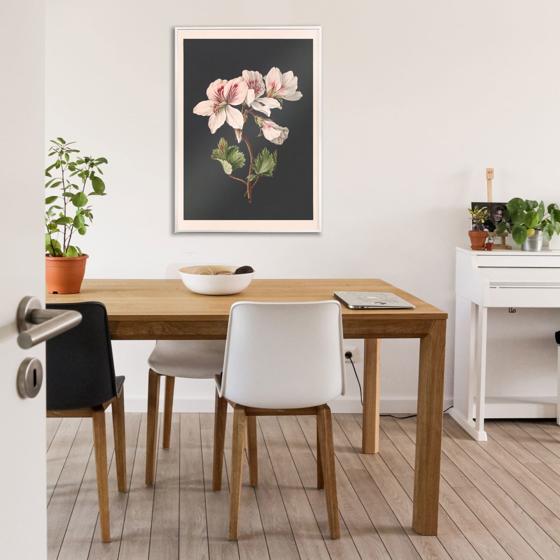 Botanical illustration of Pelargonium flower by M de Gijselaar with white petals and green leaves on dark background poster wall decor, framed and displayed in home decor