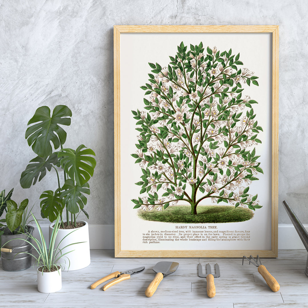 Hardy Magnolia tree with white flowers botanical illustration and poster from Botanical Specimen artwork by Rochester titled Hardy Magnolia lithograph, framed and displayed in home decor
