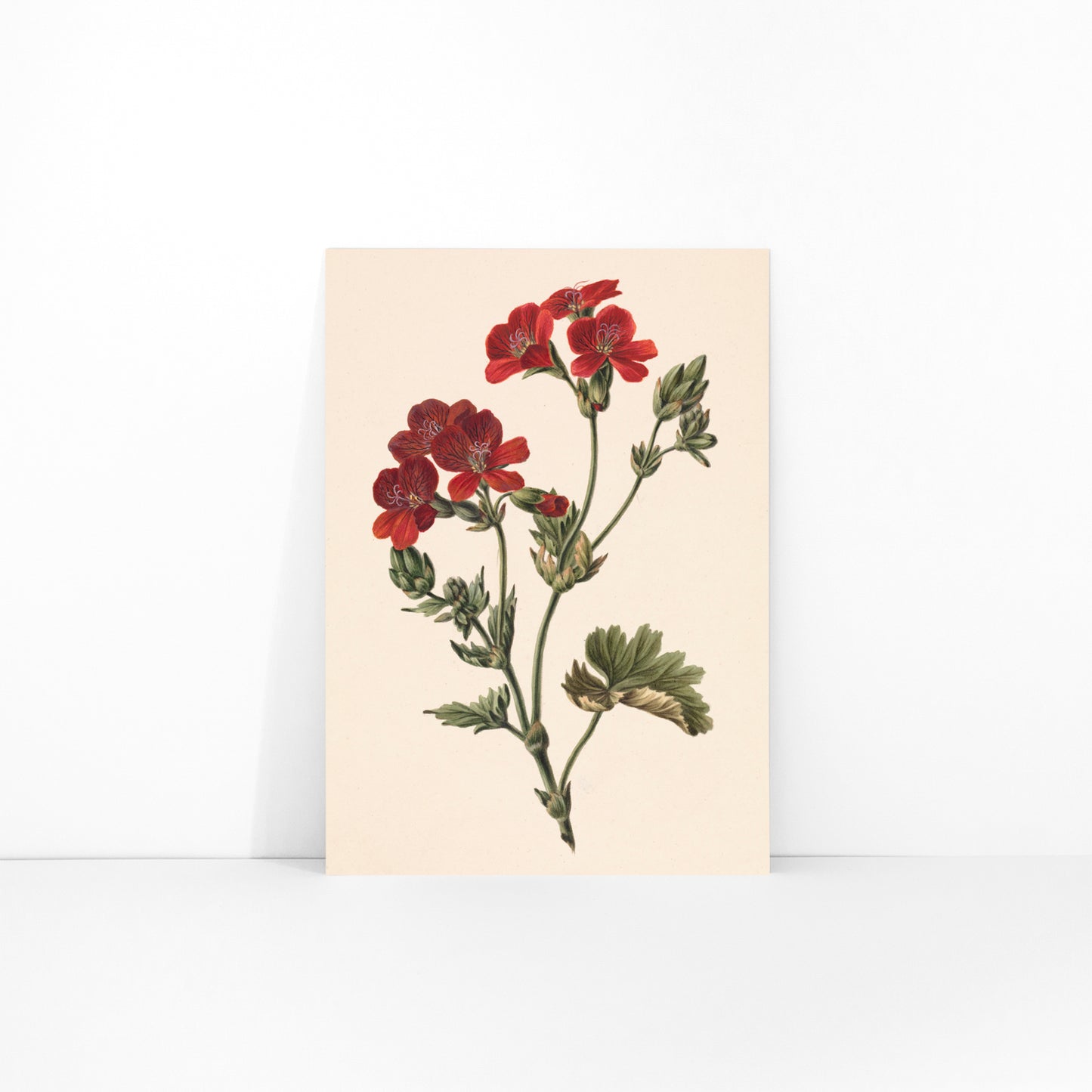 Botanical illustration of red flowers with green leaves by M de Gijselaar poster artwork, framed and displayed in modern living room decor