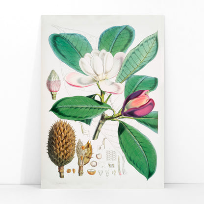 Botanical illustration and poster of Talauma Hodgsoni Magnolia Hodgsonii with detailed flowers and leaves by WH Fitch from Illustrations of Himalayan plants, framed and displayed in modern living room decor