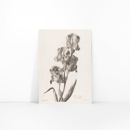 Botanical illustration poster of Blue Dalmatian iris by Pierre Francois Legrand showing detailed iris flowers and leaves in monochrome style, framed and displayed in modern living room decor