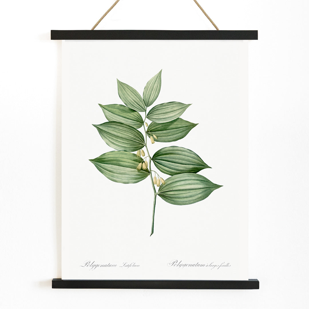 King Solomons seal botanical illustration and poster by Pierre-Joseph Redoute from Les liliacees botanical artwork, with wooden magnetic frame on white background