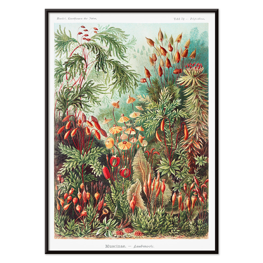 Vibrant botanical illustration of mosses plants and fungi by Ernst Haeckel Muscinae Laubmoose Kunstformen der Natur poster, with black aluminium frame on white background