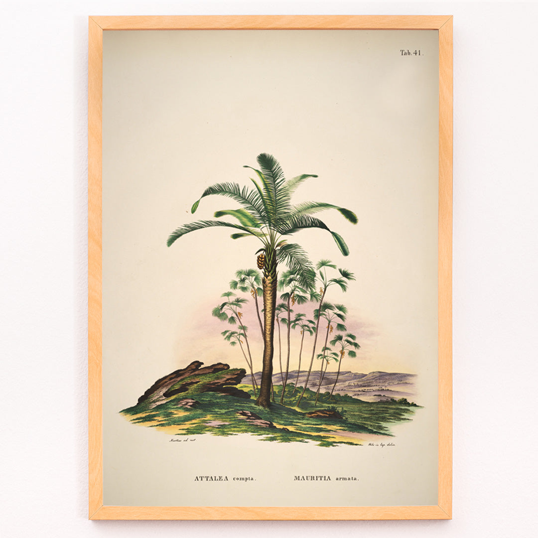 Closeup detail of Botanical illustration of Attalea compta palm trees by Carl Friedrich Philipp von Martius from Historia Naturalis Palmarum artwork poster