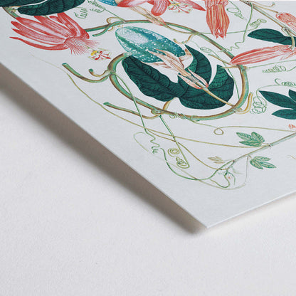 Closeup detail of Passiflora Incarnata botanical illustration and poster with vibrant green leaves and pink red flowers by artist