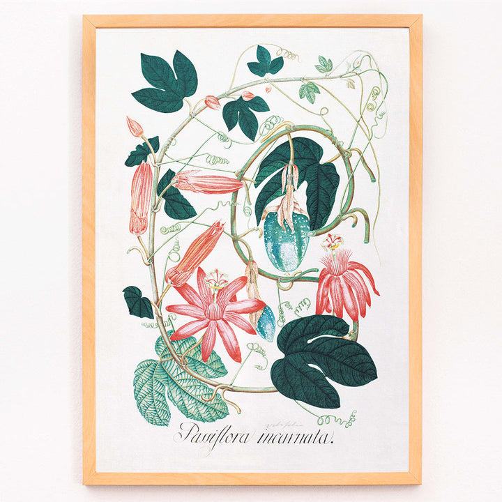 Passiflora Incarnata botanical illustration and poster with vibrant green leaves and pink red flowers by artist, framed and displayed in modern living room decor