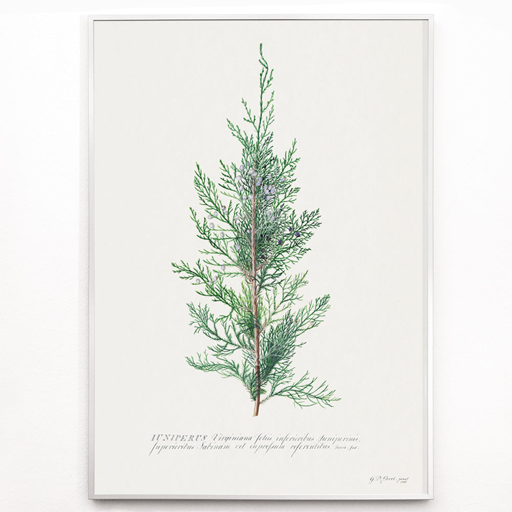 Closeup detail of Botanical illustration of juniper branch by Georg Dionysius Ehret poster wall decor artwork