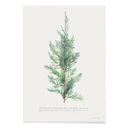 Botanical illustration of juniper branch by Georg Dionysius Ehret poster wall decor artwork, with black aluminium frame on white background