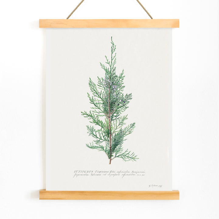 Botanical illustration of juniper branch by Georg Dionysius Ehret poster wall decor artwork, with wooden magnetic frame on white background