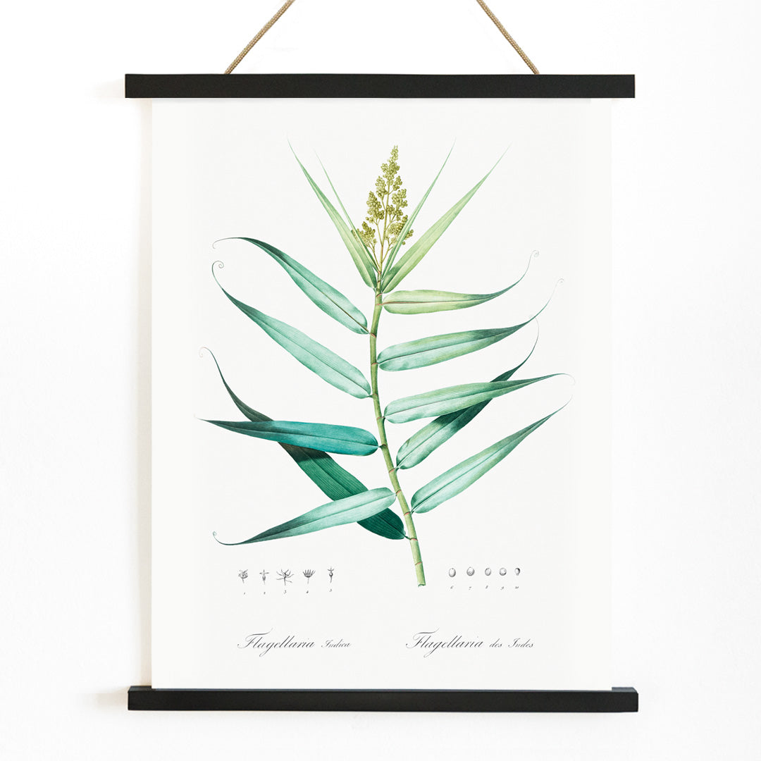 Botanical bush cane illustration with green leaves by Pierre-Joseph Redoute from Les liliacees artwork poster, with wooden magnetic frame on white background