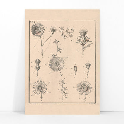 Botanical flower illustration poster by Noach van der Meer featuring detailed sketches of various species from Flowers Tab 9, framed and displayed in modern living room decor