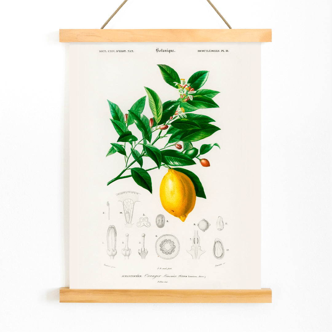 Botanical illustration poster of Lemon Citrus Limonium by Charles Dessalines D Orbigny with detailed plant drawings, with wooden magnetic frame on white background