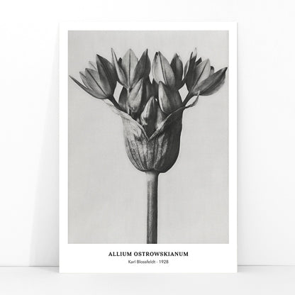Black and white close up photograph of Allium Ostrorowskianum ornamental onion by Karl Blossfeldt from Urformen der Kunst poster artwork, framed and displayed in modern living room decor