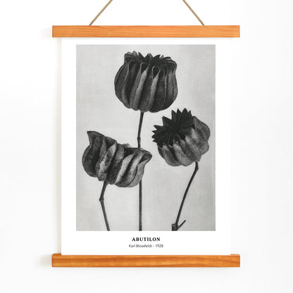 Close up and poster of Abutilon Lime Mallow pods from Urformen der Kunst by Karl Blossfeldt with detailed botanical texture, with wooden magnetic frame on white background