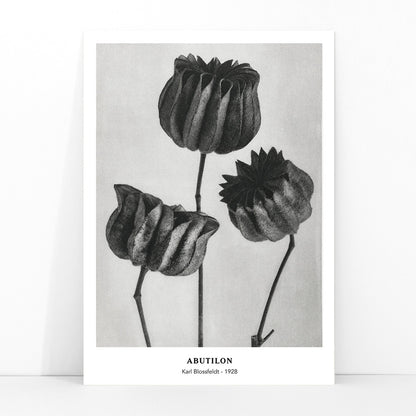 Close up and poster of Abutilon Lime Mallow pods from Urformen der Kunst by Karl Blossfeldt with detailed botanical texture, framed and displayed in modern living room decor