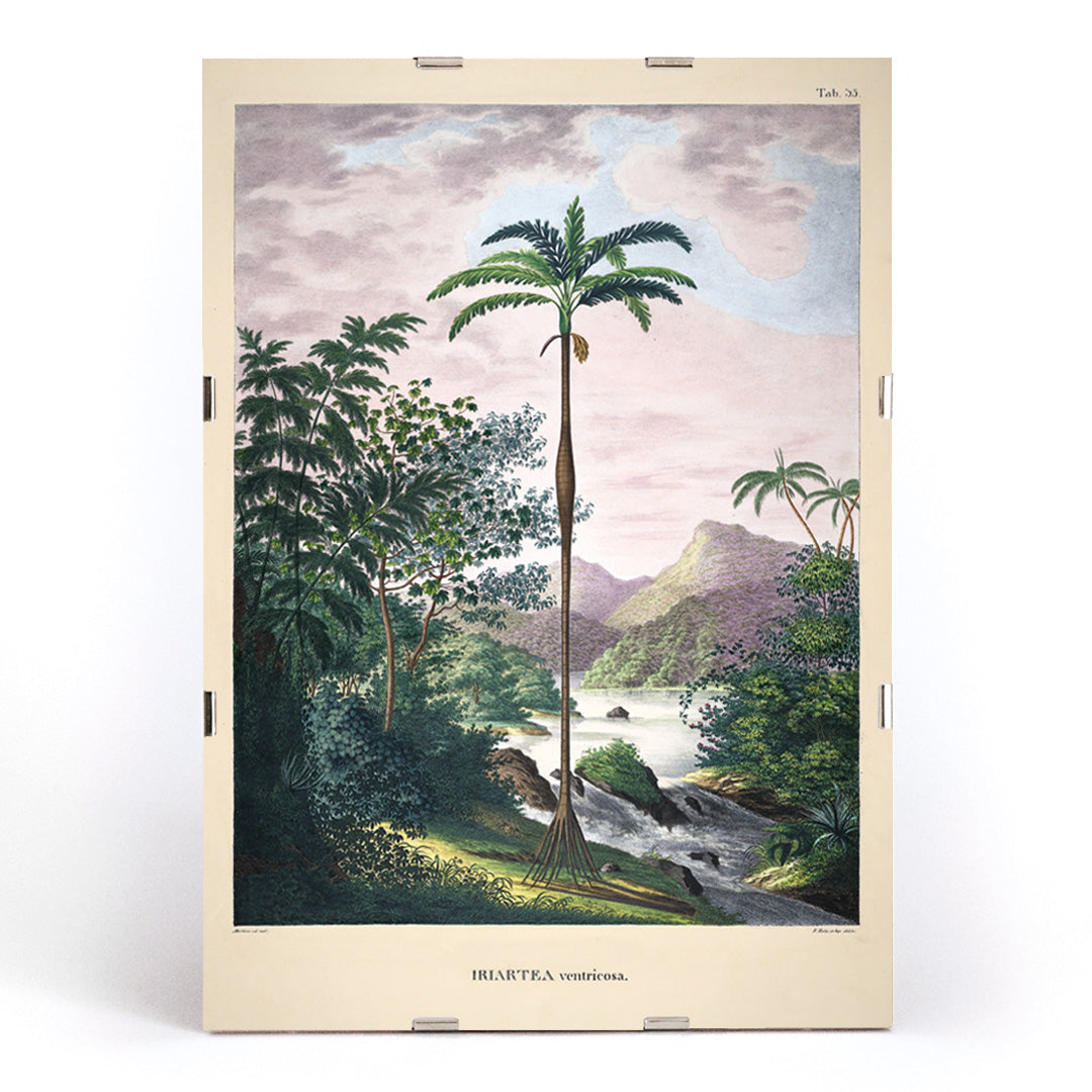 Iriartea ventricosa palm tree in lush tropical landscape artwork by Carl Friedrich Philipp von Martius poster, framed and displayed in modern living room decor