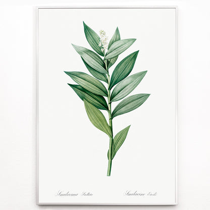 Closeup detail of Smilacina stellata botanical illustration by Pierre-Joseph Redoute from Les liliacees featuring green leaves and white flowers