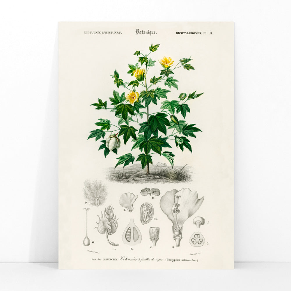 Sea Island cotton botanical illustration by Charles Dessalines D Orbigny with plant details and sketches poster, framed and displayed in modern living room decor