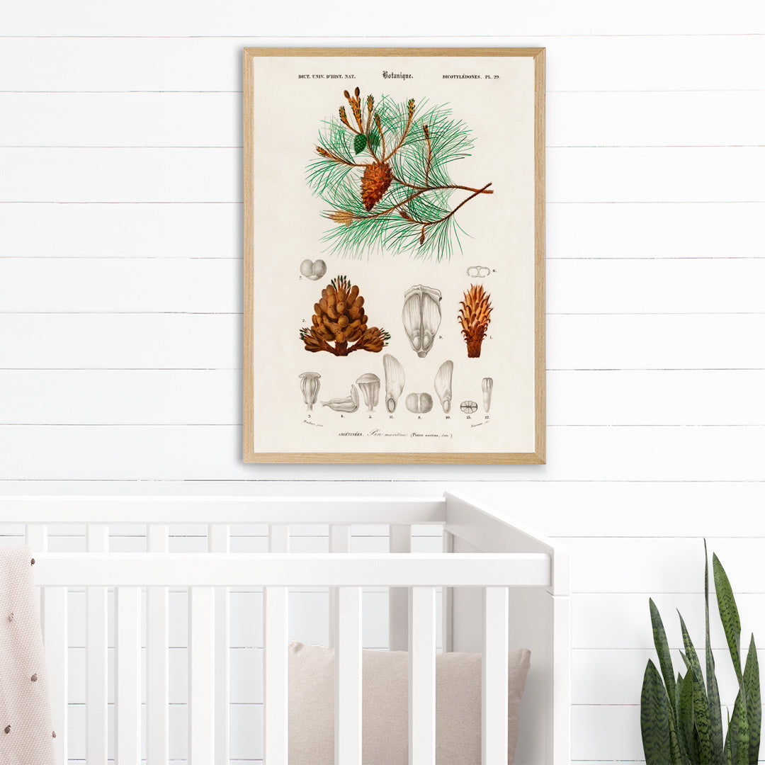 Maritime pine Pinus maritima botanical illustration by Charles Dessalines D Orbigny with detailed pine cones needles and plant parts poster artwork, framed and displayed in home decor