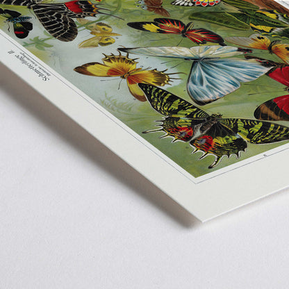 Closeup detail of Colorful butterflies illustration by Institut of Leipzig titled Butterflies II poster featuring butterflies in nature ideal for entomology and home decor