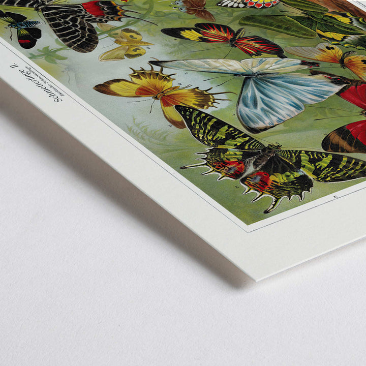 Closeup detail of Colorful butterflies illustration by Institut of Leipzig titled Butterflies II poster featuring butterflies in nature ideal for entomology and home decor