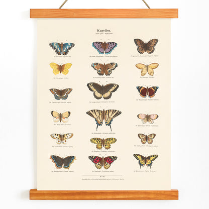 Vintage butterfly illustration and poster showing various butterfly species from Collection of Butterflies by Ernst Frohlich detailed artwork, with wooden magnetic frame on white background