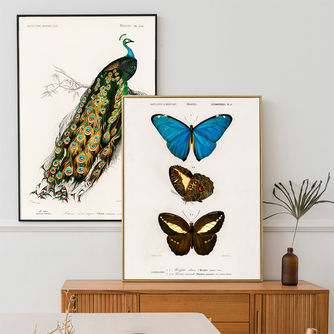 Colorful butterflies illustration by Charles Dessalines D Orbigny poster artwork different types of butterfly, framed and displayed in home decor