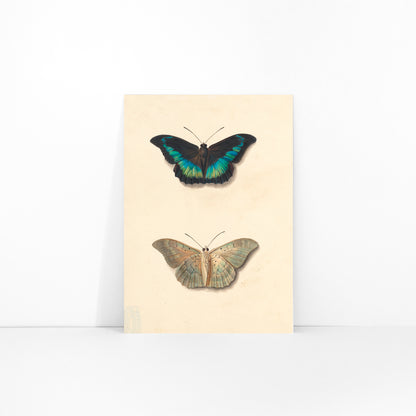Colorful detailed butterflies by Georgius Jacobus Johannes van Os on cream background illustration and poster, framed and displayed in modern living room decor