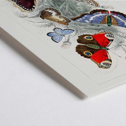 Closeup detail of Colorful butterflies including Peacock Butterfly Purple Emperor Glanville Fritillary Green Hair Streak Silver Studded Blue and more from A History of the Earth and Animated Nature by Oliver Goldsmith poster