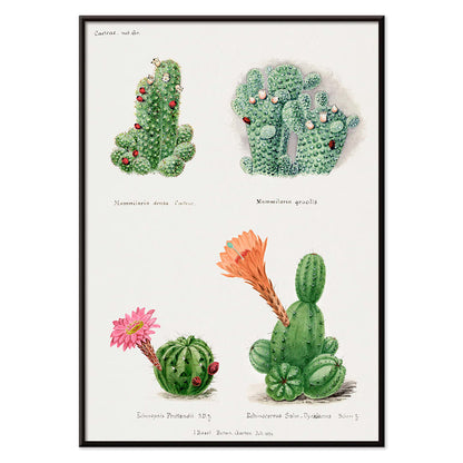 Assorted cacti illustration and poster by Familie Der Cacteen showing different cactus species with flowers, with black aluminium frame on white background