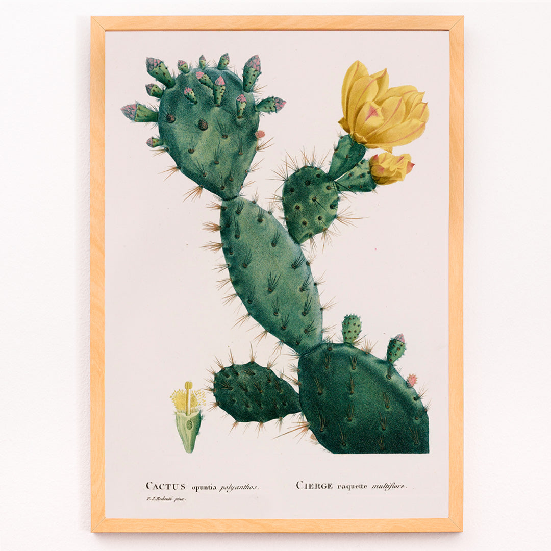 Closeup detail of Botanical illustration and poster of green Opuntia cactus with yellow flowers artwork by Pierre-Joseph Redoute